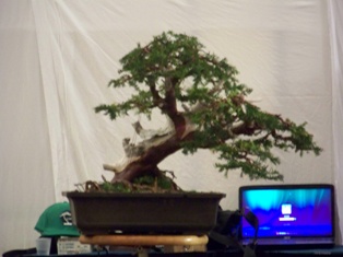 GSBS Annual Bonsai Show 2010 exhibit #3, Great Swamp Bonsai Society Roseland New Jersey